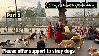 ANI GAYANG LHAMO || FEEDING THE VOICELESS - STRAY DOGS || BODH GAYA || TIBETAN VLOGGER