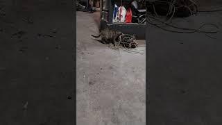 cat pounces on catfish