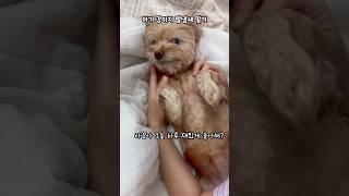 강아지 발냄새 맡기 #강아지 #말티푸 #shorts