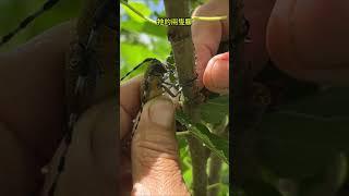 抓住桑樹上的天牛，越看越像外星來的蟲！