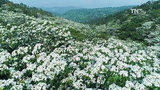 #191空拍苗栗5月雪桐花季 花海 步道 天際空中攝影