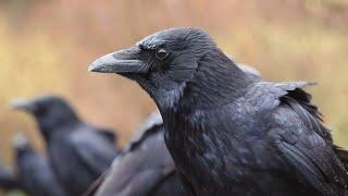 (2) Among Crows On A Rainy Day - More Close Up Crows & Soothing Rain