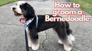 TEDDYBEAR HAIRCUT ON A BERNEDOODLE