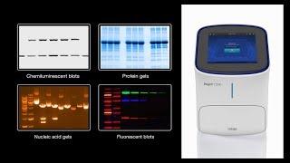 Invitrogen iBright Imaging Systems - the stunningly easy western blot and gel documentation platform