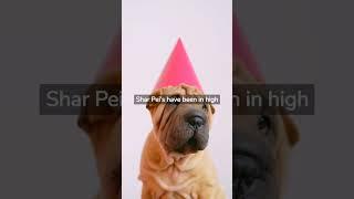 Embrace the Chinese Shar Pei Lifestyle: Find Your Perfect Breeder Today