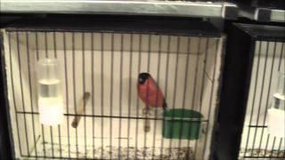 canaries and finches birds show