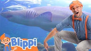 Fish Aquarium of The Pacific | Blippi | Life at Sea | Kids Ocean Learning | Toddler Show