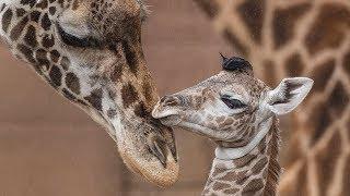 Baby Giraffes Run and Play