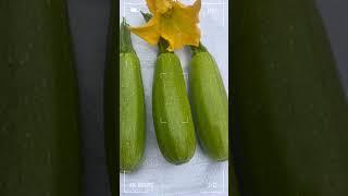 Afson Seed Hybrid Marrow - Sultan F1 #agriculture #farming #gardening #shorts #organic #vegetables
