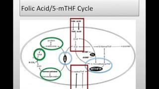 Clinical Applications of MTHFR Genomic Testing