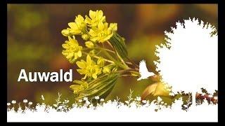 AUWALD