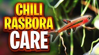 Chili Rasbora Care Guide - (Tank Setup, Tank Mates, Food, Water Parameters, Natural Habitat)