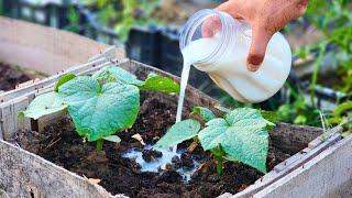 Cucumbers Gone WILD! This Miracle Liquid Made My Plants EXPLODE!