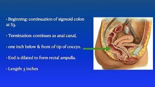 Rectum anatomy from Snell's