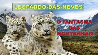 LEOPARDO-DAS-NEVES! ELE É UM FELINO MISTERIOSO, LINDO E MUITO RARO. O FANTASMA DAS MONTANHAS!