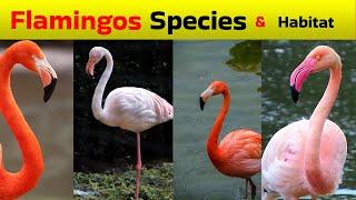 All species of flamingos and their habitat.