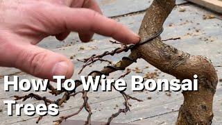 How To Wire Bonsai Trees