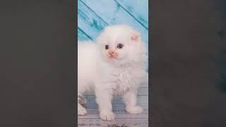 Highland Fold Cats: It's a Scottish Fold Cat Just Fluffier