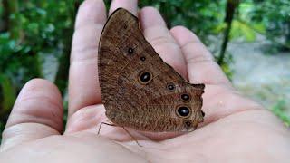 Brown  Butterfly means Goodluck Rhopalocera/butterfly