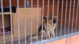 ВОЛЬЕР ДЛЯ СОБАК. НЕМЕЦКАЯ ОВЧАРКА. Aviary for a German Shepherd. Одесса.