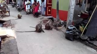 Monkey dancing in electric wire