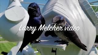 The best Purple Martin gourd   HD 1080p