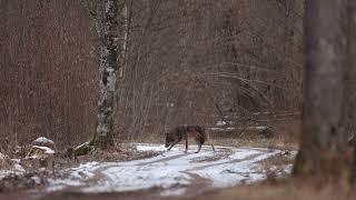 Wolf in the Białowieża Forest by WildPoland.com