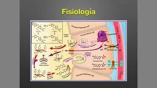 Tiroides: Anatomía y Fisiología