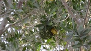 Southern Masked Weaver building a nest