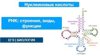 РНК: строение, виды, функции, отличия от ДНК | биология