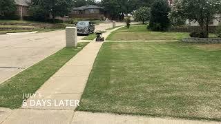 3-Week Transformation - Scalping Bermuda Grass Mid-Summer DFW