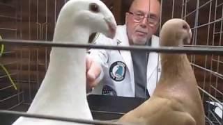 Bill Robinson judging German Beauty Homer Bayshore Pigeon club