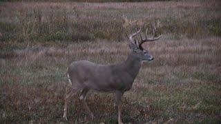 Best Deer Hunting Video EVER!!! 2020 Whitetail Bowhunt