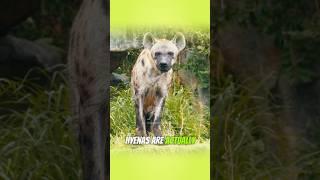 Why Hyenas Are More Than Just Laughs!