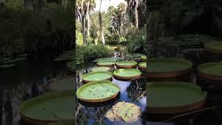 Giant Victoria Water Lilies at Bok Tower Gardens | Lake Wales, Florida #shorts