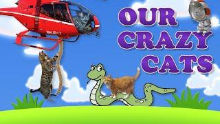 Our Crazy Cats Channel Trailer | Power Cats Channel Trailer | Savannah Cats and British Shorthairs