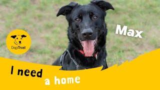 Max the marvellous Crossbreed | Dogs Trust Shrewsbury