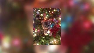 𝐼𝓉'𝓈  𝒯𝒾𝓂𝑒 ️~ A Christmas Playlist 