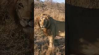 King of the bushveld