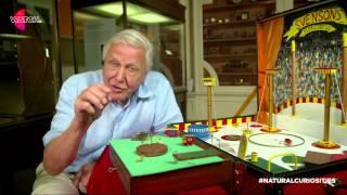 Watch | David Attenborough’s Natural Curiosities: The Flea Circus