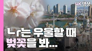 [4k] 여의도, 석촌호수 벚꽃 명소 보여드려요  / YTN