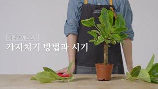 식물 가이드 02. 가지치기 방법과 시기(시리즈그린 with 그루우) #시그식물가이드