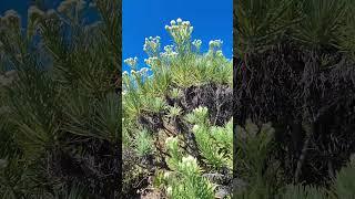 BEAUTIFUL EDELWEISS AT CIREMAI MOUNTAIN