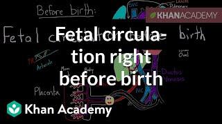 Fetal circulation right before birth | Circulatory system physiology | NCLEX-RN | Khan Academy