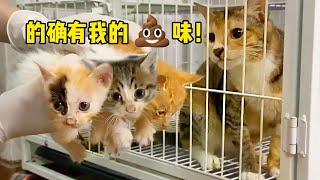 【和貓住】垃圾洞掏出7只奶猫，放进猫砂盆裹一裹！猫妈：有我味道就是我的崽？