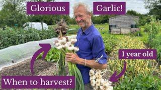 Garlic story and an early harvest for long storage