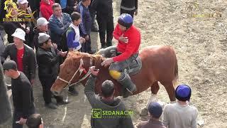 OLMOS POLVON URGUTDAN QOBIL XOJI BOBONING 55 LAQABLI TULPORIDA TOYGA. SAMARQAND TAYLOQ 28.11.2024