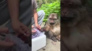 XingXing gonna eat. #cuteanimal #cute #cutemonkey #babymonkey #shorts #animals #monkey