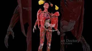Female Body Systems ️ | Repr0_ductive, digestive and cardiac 🫀