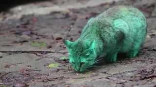 Feline a little green! Meet the GREEN cat of Bulgaria (Part 2)